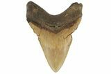 Bargain, Fossil Megalodon Tooth - North Carolina #186568-1